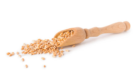 Scoop with wheat grains on white backgroundの写真素材
