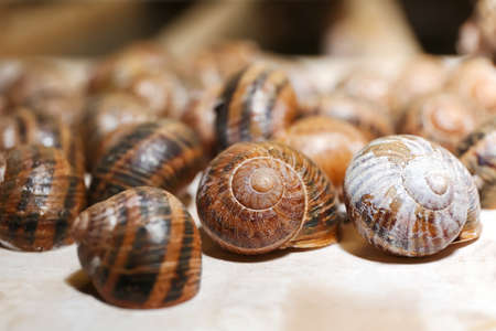 Many snails at the farmの写真素材