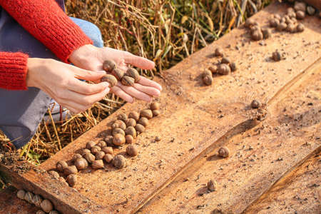 Worker taking care of snails at the farmの写真素材