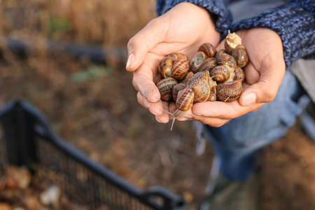 Worker at snail farm, closeupの写真素材