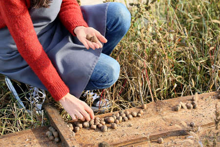 Worker taking care of snails at the farmの写真素材