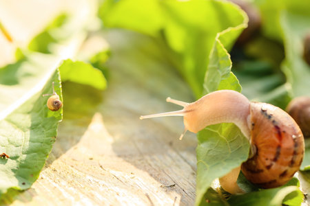 Snail on green leaf outdoorsの写真素材