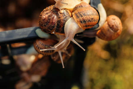 Box with snails at the farmの写真素材