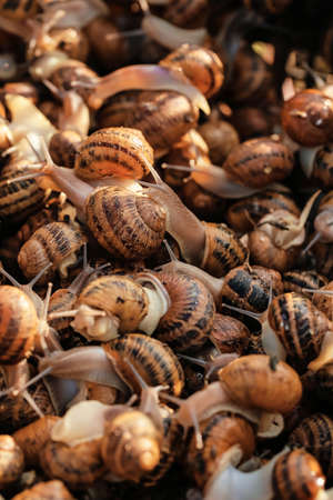 Many snails at the farmの写真素材