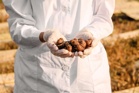 Scientist studying snails at the farm, closeupの写真素材