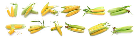 Fresh corn cobs on white backgroundの写真素材