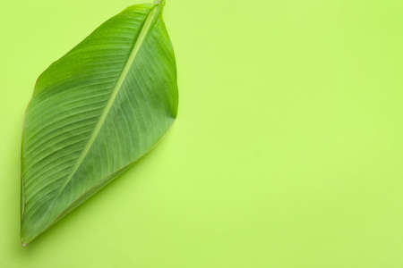 Green banana leaf on color backgroundの写真素材