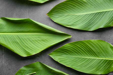 Green banana leaves on gray backgroundの写真素材