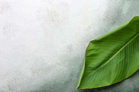 Green banana leaf on color backgroundの写真素材