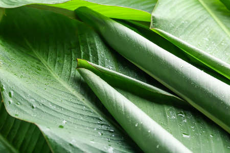 Green banana leaves with water drops as background, closeupの写真素材