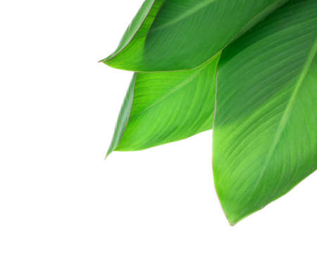 Green banana leaves on white backgroundの写真素材