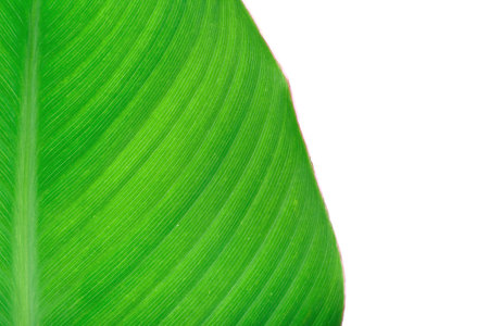 Green banana leaf on white background, closeupの写真素材