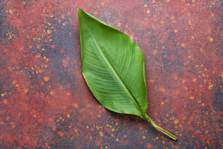 Green banana leaf on color backgroundの写真素材