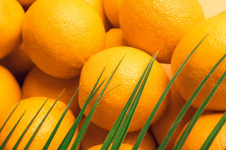 Many ripe oranges as background