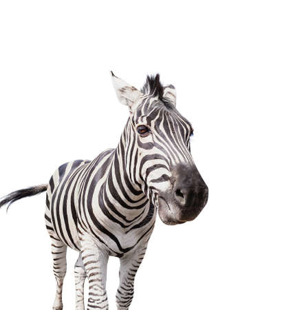 Burchell's zebra isolated on whiteの写真素材