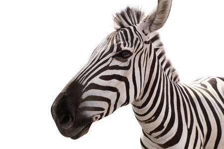 Burchell's zebra isolated on whiteの写真素材