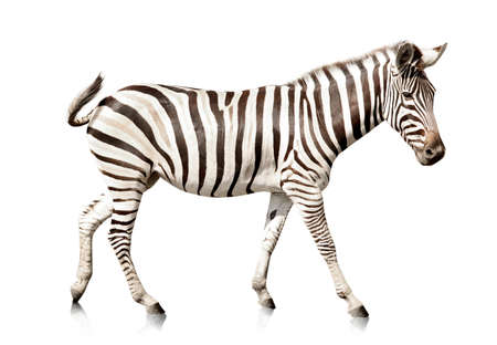 Beautiful zebra on white backgroundの写真素材