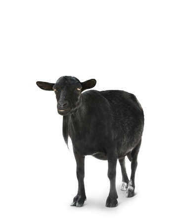 Cute goat isolated on whiteの写真素材