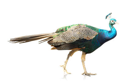 Beautiful peacock on white backgroundの写真素材