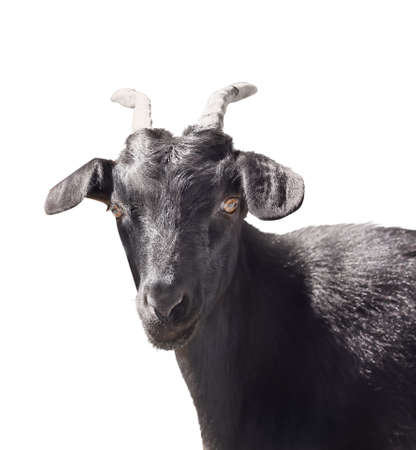 Cute goat isolated on whiteの写真素材