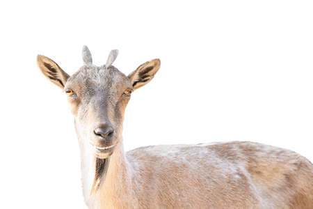 Female markhor (Capra fakoneri) isolated on whiteの写真素材