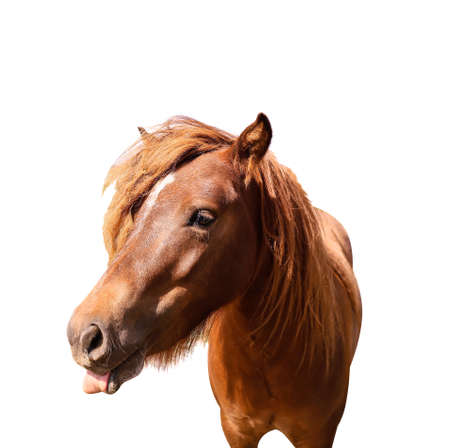 Cute horse isolated on whiteの写真素材