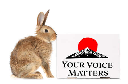Cute fluffy rabbit and banner with text YOUR VOICE MATTERS on white backgroundの写真素材
