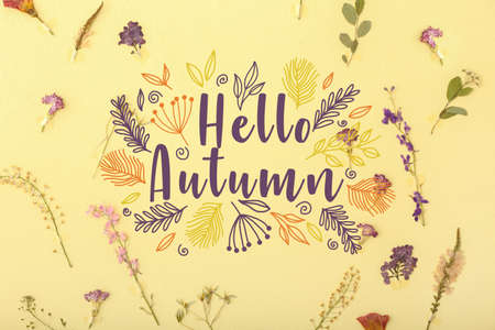 Dried pressed flowers and text HELLO AUTUMN on color backgroundの写真素材