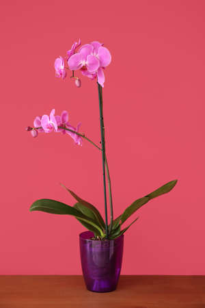 Beautiful orchid plant on table against color backgroundの写真素材