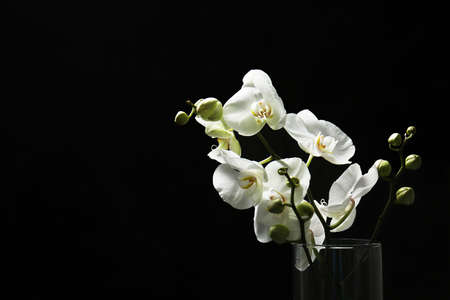 Beautiful orchid flowers on dark backgroundの写真素材