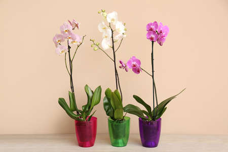 Beautiful orchid plants on table against color backgroundの写真素材