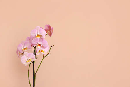 Beautiful orchid flowers on color backgroundの写真素材