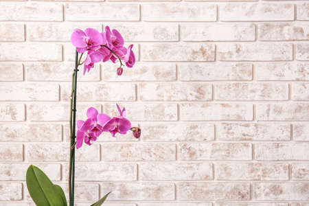 Beautiful orchid plant on brick backgroundの写真素材