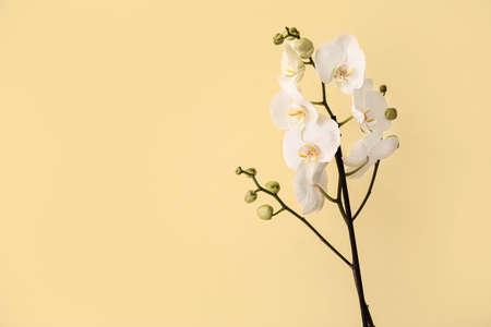 Beautiful orchid flowers on color backgroundの写真素材
