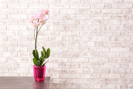 Beautiful orchid plant on brick backgroundの写真素材