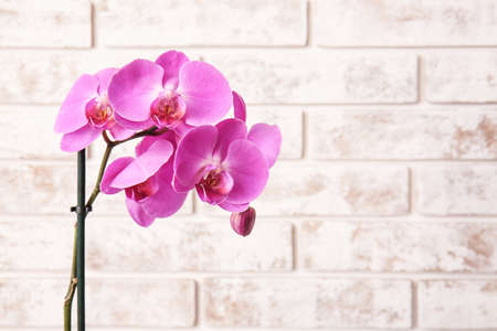 Beautiful orchid flowers on brick backgroundの写真素材