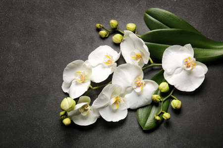 Beautiful orchid flowers and leaves on dark backgroundの写真素材