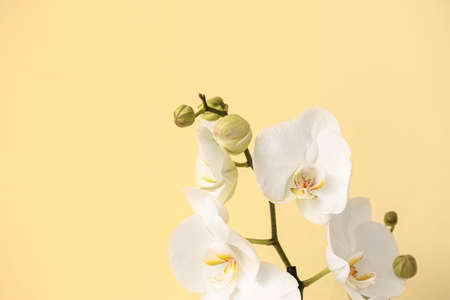 Beautiful orchid flowers on color backgroundの写真素材