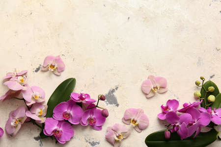 Beautiful orchid flowers on light backgroundの写真素材