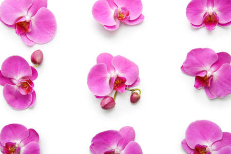 Beautiful orchid flowers on white backgroundの写真素材