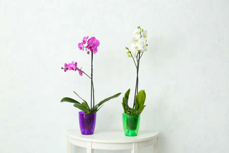 Beautiful orchid plants on table against light backgroundの写真素材
