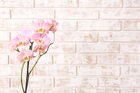 Beautiful orchid flowers on brick backgroundの写真素材