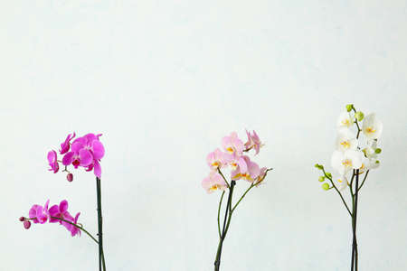 Beautiful orchid flowers on light backgroundの写真素材
