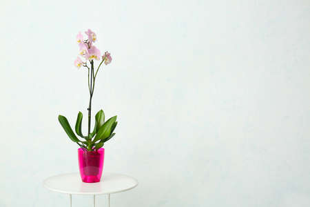 Beautiful orchid plant on table against light backgroundの写真素材