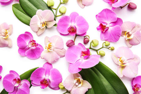 Beautiful orchid flowers and leaves on white backgroundの写真素材