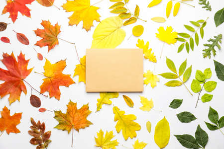 Blank card and autumn leaves on white backgroundの写真素材