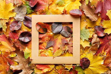 Blank frame on autumn leavesの写真素材