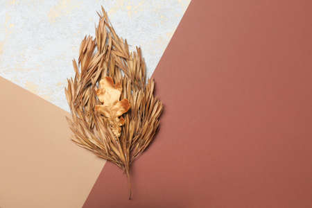 Beautiful autumn composition on color backgroundの写真素材
