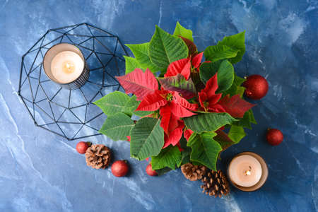 Christmas plant poinsettia and decor on color backgroundの写真素材