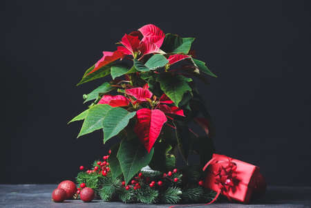 Christmas plant poinsettia and decor on tableの写真素材